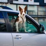 How to Travel With Pets Abroad: UK to EU Guide (2026) How to Travel With Pets Abroad: UK to EU Guide (2026)