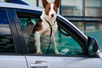 How to Travel With Pets Abroad: UK to EU Guide (2026)