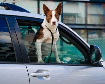 How to Travel With Pets Abroad: UK to EU Guide (2026) How to Travel With Pets Abroad: UK to EU Guide (2026)