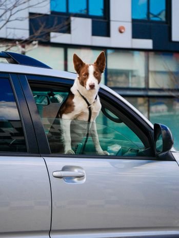 How to Travel With Pets Abroad: UK to EU Guide (2026) How to Travel With Pets Abroad: UK to EU Guide (2026)