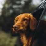 How to Travel With Pets Abroad: UK to EU Guide (2026) How to Travel With Pets Abroad: UK to EU Guide (2026)
