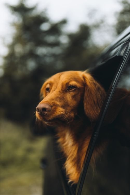 How to Travel With Pets Abroad: UK to EU Guide (2026)