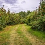 Somerset Food Trail: Cider, Cheese and Farm Shops Somerset Food Trail: Cider, Cheese and Farm Shops