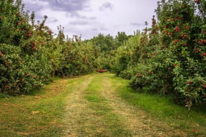 Somerset Food Trail: Cider, Cheese and Farm Shops Somerset Food Trail: Cider, Cheese and Farm Shops